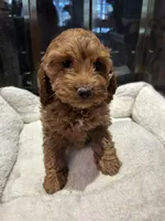 Ruby, a female Cockapoo for sale in Lexington, KY – Photo 3 of 10