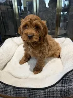 Ruby, a female Cockapoo for sale in Lexington, KY – Photo 9 of 10