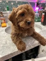 Ruby, a female Cockapoo for sale in Lexington, KY – Photo 2 of 10