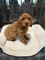 Ruby, a female Cockapoo for sale in Lexington, KY – Photo 10 of 10