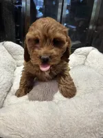 Ruby, a female Cockapoo for sale in Lexington, KY – Photo 4 of 10