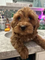 Ruby, a female Cockapoo for sale in Lexington, KY – Photo 1 of 10