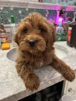 Ruby, a female Cockapoo for sale in Lexington, KY – Photo 6 of 10