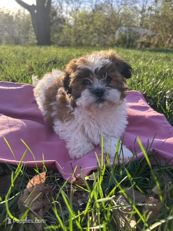 Flopsy – Bichon Frise, Shih Tzu puppy for sale in Lexington, KY