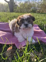 Flopsy, a female Bichon Frise and Shih Tzu for sale in Lexington, KY – Photo 1 of 4