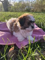 Flopsy, a female Bichon Frise and Shih Tzu for sale in Lexington, KY – Photo 3 of 4