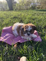 Flopsy, a female Bichon Frise and Shih Tzu for sale in Lexington, KY – Photo 4 of 4