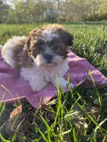 Flopsy, a female Bichon Frise and Shih Tzu for sale in Lexington, KY – Photo 2 of 4