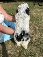 Smores, a female Bichon Frise and Shih Tzu for sale in Lexington, KY – 4 of 4