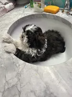 processed/044051c6-b77f-4b6f-b0bf-28759459f537/listing/3f3a0f4b-c47b-4503-a7c2-b45059f12b0a/4d8c4036-68b1-47c4-b2f7-b3e5ad4e1f00