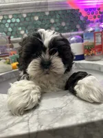 processed/044051c6-b77f-4b6f-b0bf-28759459f537/listing/3f3a0f4b-c47b-4503-a7c2-b45059f12b0a/612ba8d8-406a-44ba-9839-0d8ed82a93be