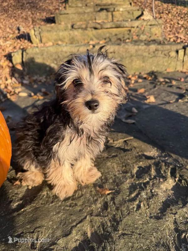 Elizabeth  – Bichon Frise, Yorkshire Terrier puppy for sale in Lexington, KY