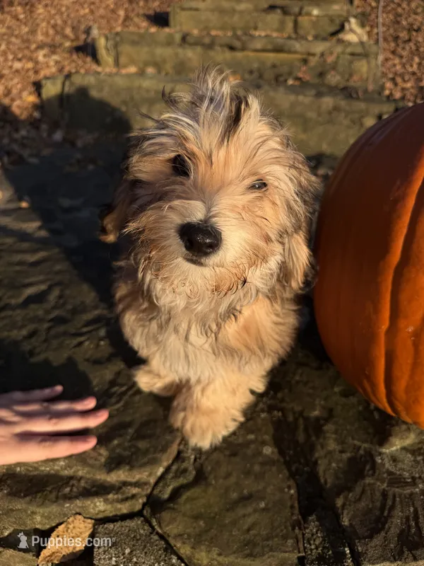 Churchill – Bichon Frise, Yorkshire Terrier puppy for sale in Lexington, KY