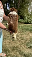 Chunky, a male Bichon Frise and Shih Tzu for sale in Lexington, KY – 4 of 5