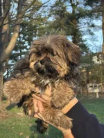 Shaggy, a female Shih Tzu and Yorkshire Terrier for sale in Lexington, KY – Photo 4 of 4