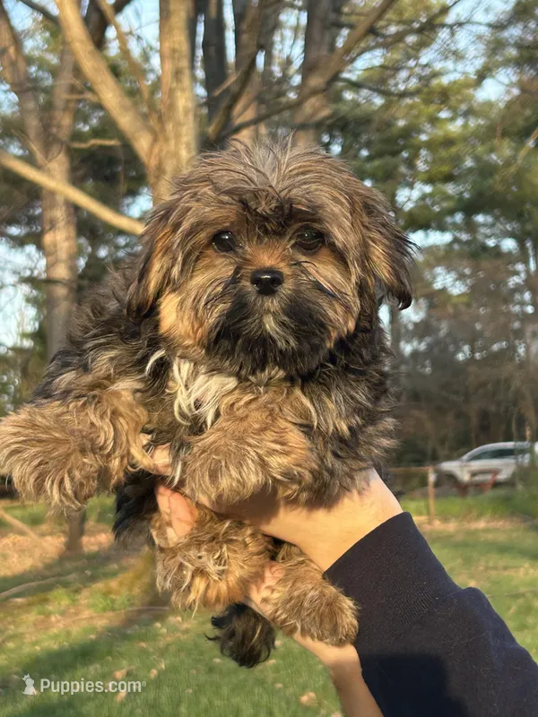 Shaggy – Shih Tzu, Yorkshire Terrier puppy for sale in Lexington, KY