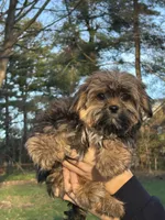 Shaggy, a female Shih Tzu and Yorkshire Terrier for sale in Lexington, KY – Photo 3 of 4