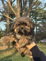 Shaggy, a female Shih Tzu and Yorkshire Terrier for sale in Lexington, KY – Photo 2 of 4