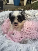 Parfait, a female Bichon Frise and Shih Tzu for sale in Lexington, KY – Photo 3 of 4