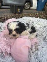 Parfait, a female Bichon Frise and Shih Tzu for sale in Lexington, KY – Photo 1 of 4