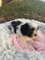 Parfait, a female Bichon Frise and Shih Tzu for sale in Lexington, KY – Photo 4 of 4