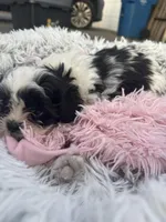 Parfait, a female Bichon Frise and Shih Tzu for sale in Lexington, KY – Photo 2 of 4