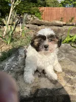 Spruce, a male Bichon Frise and Shih Tzu for sale in Lexington, KY – Photo 3 of 4