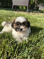 Spruce, a male Bichon Frise and Shih Tzu for sale in Lexington, KY – Photo 4 of 4