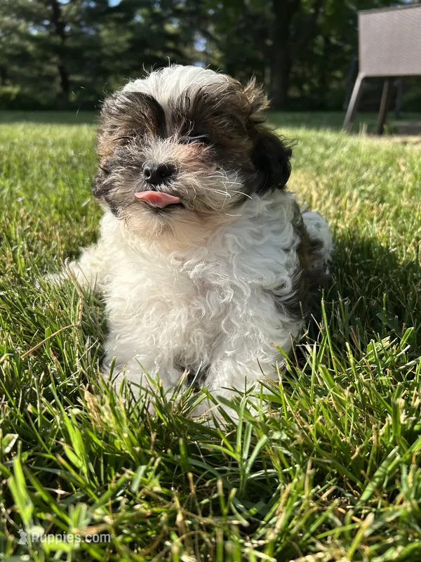Spruce – Bichon Frise, Shih Tzu puppy for sale in Lexington, KY