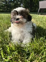 Spruce, a male Bichon Frise and Shih Tzu for sale in Lexington, KY – Photo 1 of 4