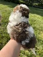 Spruce, a male Bichon Frise and Shih Tzu for sale in Lexington, KY – Photo 2 of 4