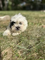 Smores, a female Bichon Frise and Shih Tzu for sale in Lexington, KY – 3 of 4