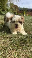 Twinkie, a female Bichon Frise and Shih Tzu for sale in Lexington, KY – 3 of 5