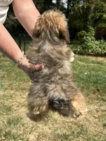 Winston , a male Bichon Frise and Yorkshire Terrier for sale in Lexington, KY – 3 of 3