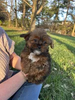 Pepper, a male Shih Tzu and Yorkshire Terrier for sale in Lexington, KY – Photo 4 of 4