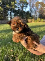 Pepper, a male Shih Tzu and Yorkshire Terrier for sale in Lexington, KY – Photo 2 of 4