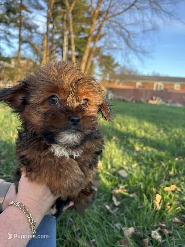 Pepper – Shih Tzu, Yorkshire Terrier puppy for sale in Lexington, KY