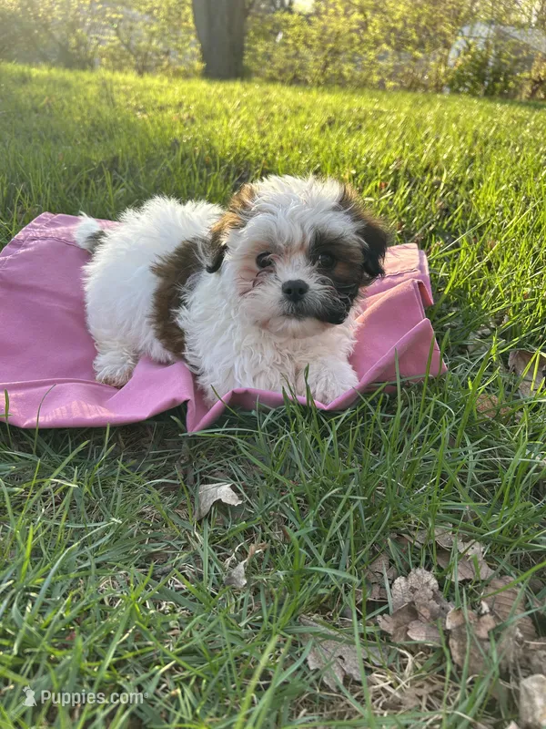 Dolly – Bichon Frise, Shih Tzu puppy for sale in Lexington, KY