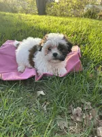 Dolly, a female Bichon Frise and Shih Tzu for sale in Lexington, KY – Photo 1 of 3