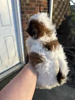 Dolly, a female Bichon Frise and Shih Tzu for sale in Lexington, KY – Photo 2 of 3