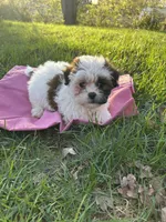 Dolly, a female Bichon Frise and Shih Tzu for sale in Lexington, KY – Photo 3 of 3