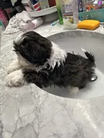 processed/044051c6-b77f-4b6f-b0bf-28759459f537/listing/7d02d600-1ec2-487a-b5a3-5f87bdc678ff/302e471f-8023-41d3-b132-1cef1fc78102