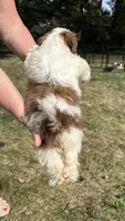 Twinkie, a female Bichon Frise and Shih Tzu for sale in Lexington, KY – 4 of 5