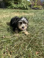 Elizabeth , a female Bichon Frise and Yorkshire Terrier for sale in Lexington, KY – 3 of 3