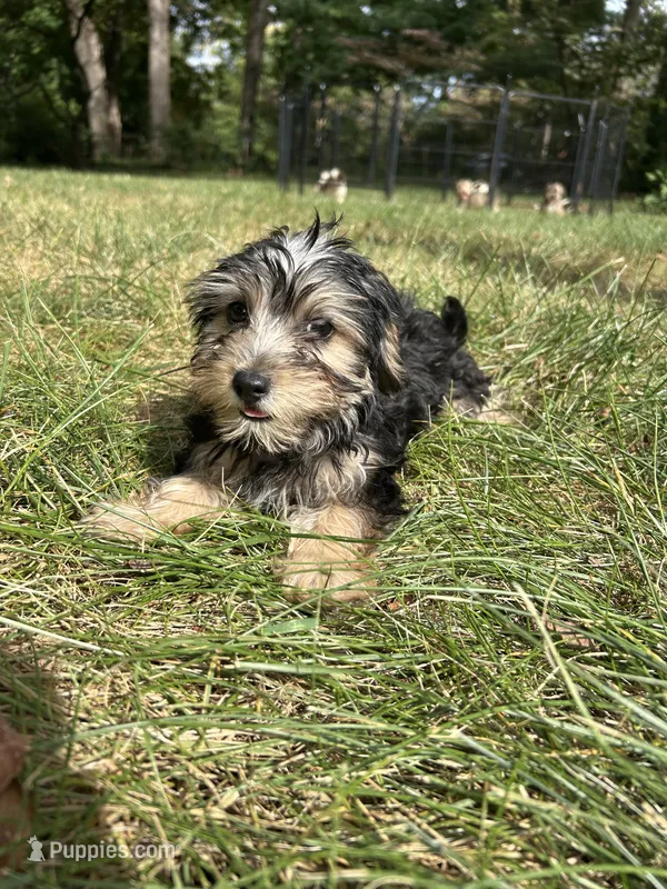 Elizabeth  – Bichon Frise, Yorkshire Terrier puppy for sale in Lexington, KY