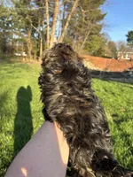 Honey, a female Shih Tzu and Yorkshire Terrier for sale in Lexington, KY – Photo 5 of 5