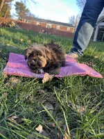 Honey, a female Shih Tzu and Yorkshire Terrier for sale in Lexington, KY – Photo 4 of 5