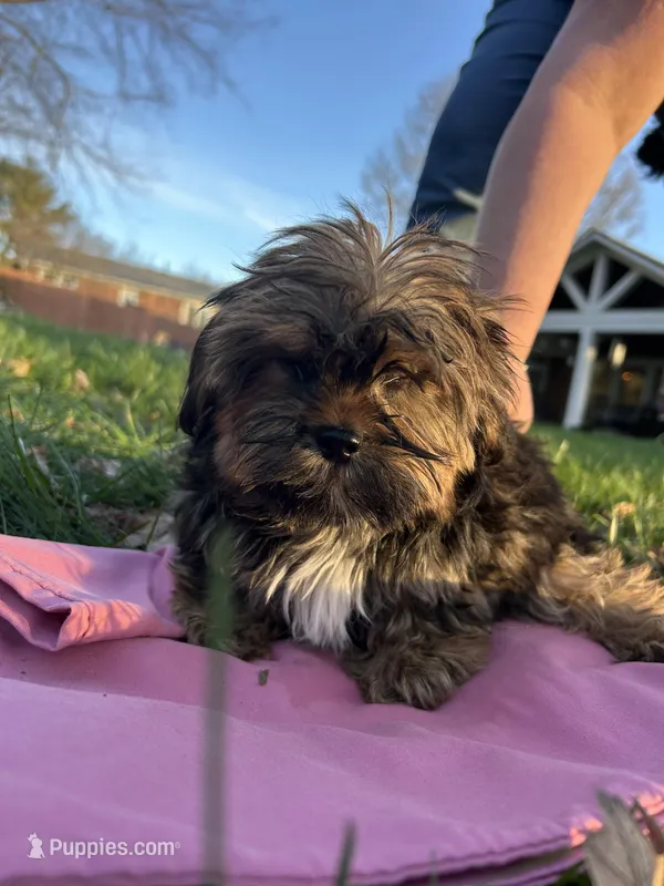 Honey – Shih Tzu, Yorkshire Terrier puppy for sale in Lexington, KY