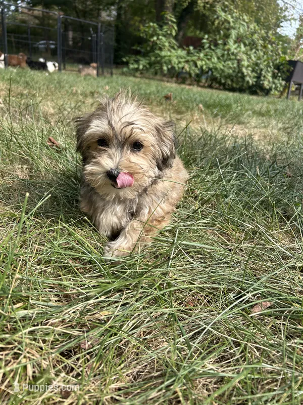 Churchill – Bichon Frise, Yorkshire Terrier puppy for sale in Lexington, KY