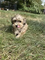 Churchill, a male Bichon Frise and Yorkshire Terrier for sale in Lexington, KY – 1 of 4